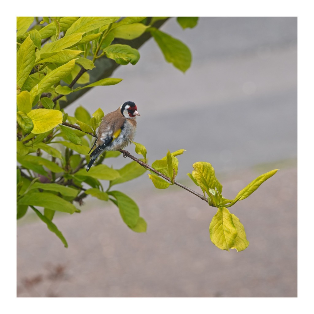 cunabula's tweet photo. My neighbour is back and looking slightly ruffled.
______

#today #todayis #diary #calendar #photooftheday #lockdownproject

#nature #naturephotography #wildlife #wildlifephotography #bird #birdphotography #goldfinch #Cardueliscarduelis #surrey #uk #rspb… https://t.co/LDY4OfJiNA https://t.co/N5VdFawMMC