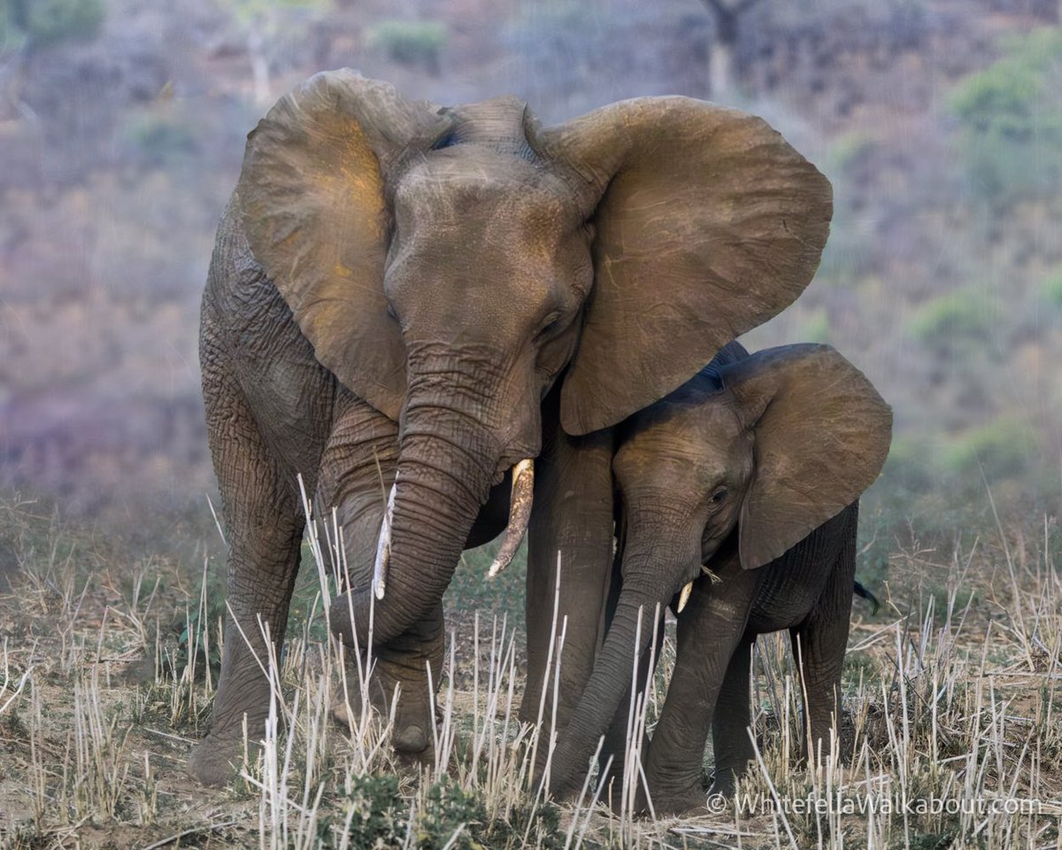 wfwalkabout's tweet photo. Two Elephants

Sticking close to Mama. https://t.co/hPiXzB3azT