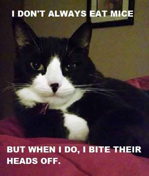 NForristal's tweet photo. Heh, forgot I made this. His name is Toby. He is 16 yrs old.
#CatsofTwittter https://t.co/R9D0kpeL4o