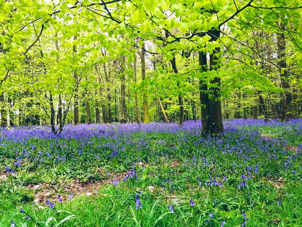 SamWakefieldCC's tweet photo. #Cowleaze #Bluebells #woodlandwalks #woodlands #springtime #Spring https://t.co/RmPhb8OabN