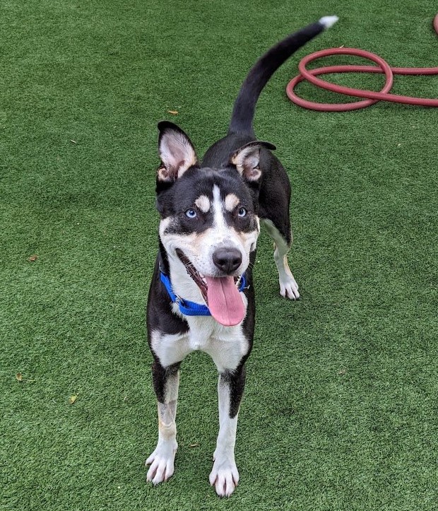 She may not slay vampires, but Buffy here is ready to stake her claim as the cutest canine on the block. Buffy is a young, energetic pup with a charming personality. Buffy would make the perfect companion for any family. Visit her at our Palo Alto shelter today!