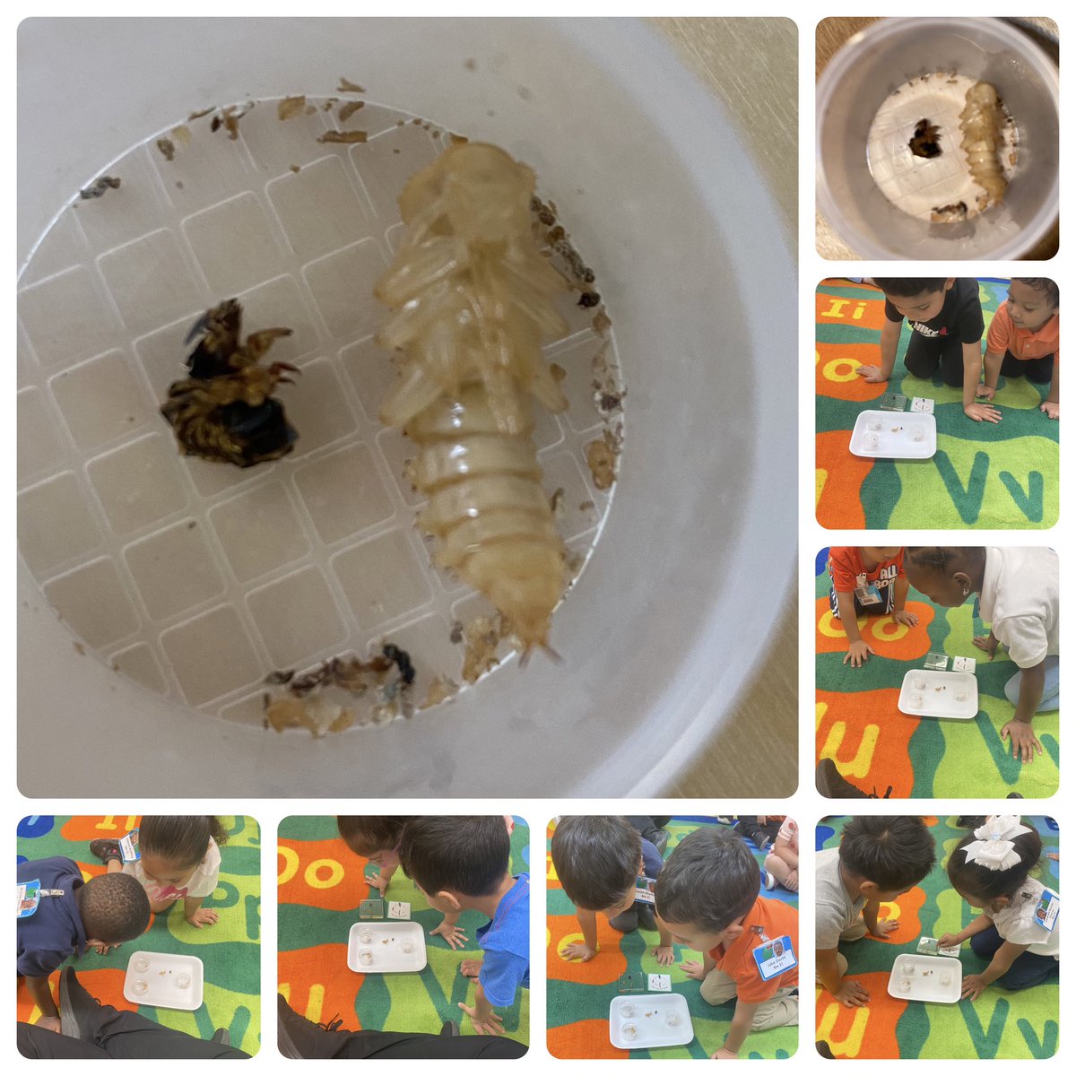 Crystal Canales (@c_canales13) on Twitter photo Yesterday the students presented to the class their favorite stuffed animals.
Today they were able to observe how some of their worms are starting to transform. 3 out of the 16 worms have turned into a pupa (they will tell you it’s like the worm’s cocoon😊). <a href="/JOSECARDENASECC/">Jose Cardenas ECC</a> Yesterday the students presented to the class their favorite stuffed animals.
Today they were able to observe how some of their worms are starting to transform. 3 out of the 16 worms have turned into a pupa (they will tell you it’s like the worm’s cocoon😊). <a href="/JOSECARDENASECC/">Jose Cardenas ECC</a>