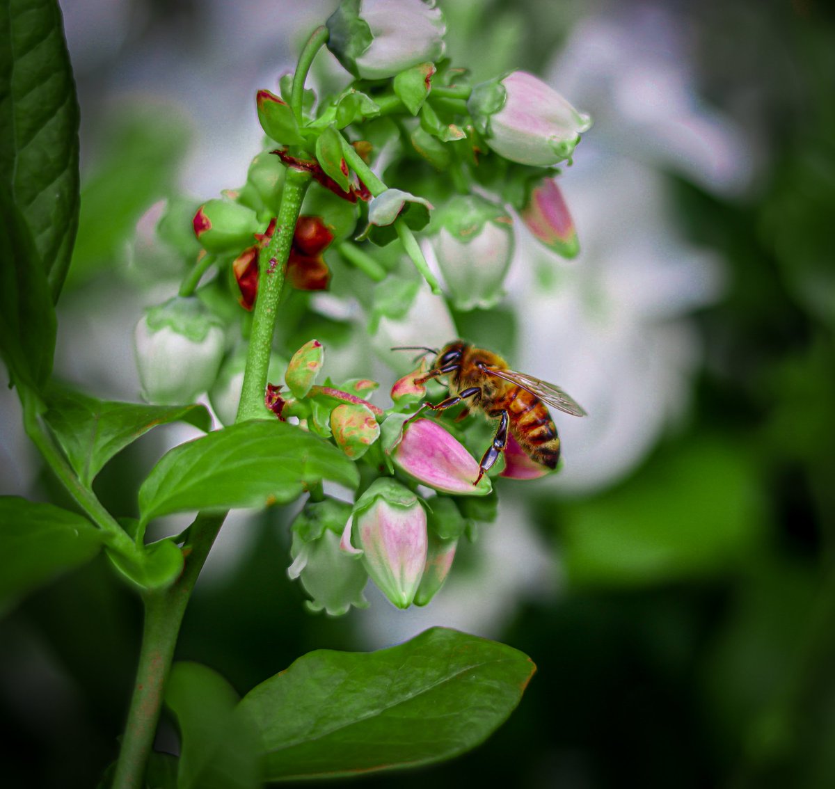 Busy bees get the honey 
•
•
•
•
#Canon #Canonphotography #Canon90D #bestofthebaystate #raw_boston #Boston #bostonspring #spring #honeybees #photography