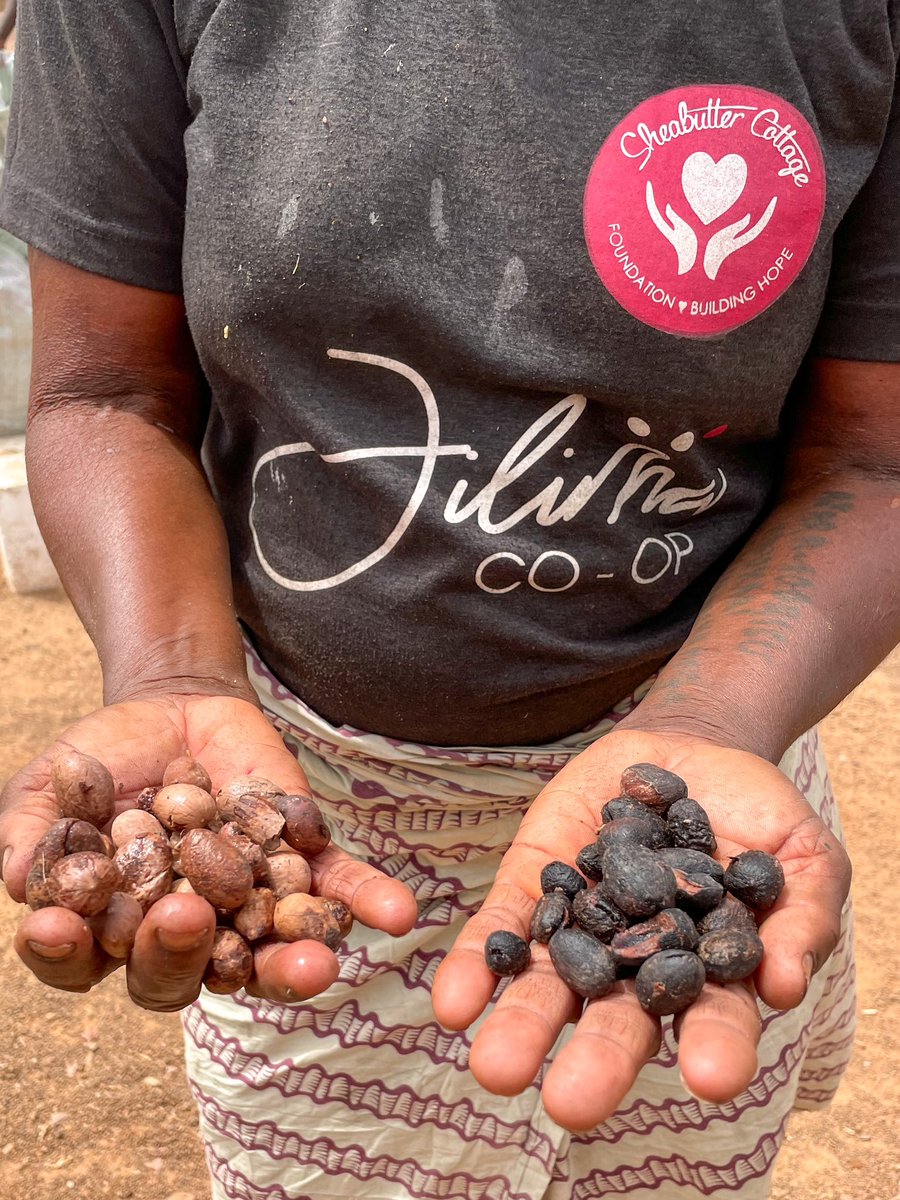 akuawood's tweet image. Part of the process is grading the shea nuts by selecting the good ones before processing into creamy shea.  

All this is done by skilled hands + great eye coordination.

#SheabutterCottage #jilimacoop #puresheabutter #womensupportingwomen #ghanashea #ethicalshea