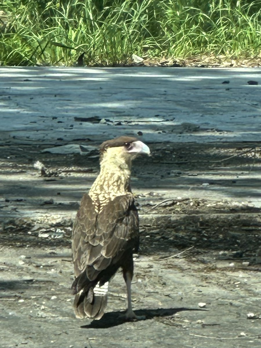 Urban Paths Houston tweet media