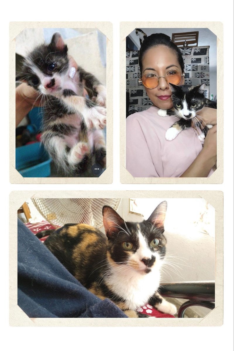 Andy_Kadelar's tweet photo. Hace cuatro años encontré una camada de gatitos bebés en una caja en la basura. La más pequeña se ganó mi corazón de inmediato. Siempre maullando tan agudo que sonaba como pollito. Tapándose los ojitos con su garrita cuando dormía y no estaba oscuro. Siempre adorable.
1/2 https://t.co/M3hqUGhotj