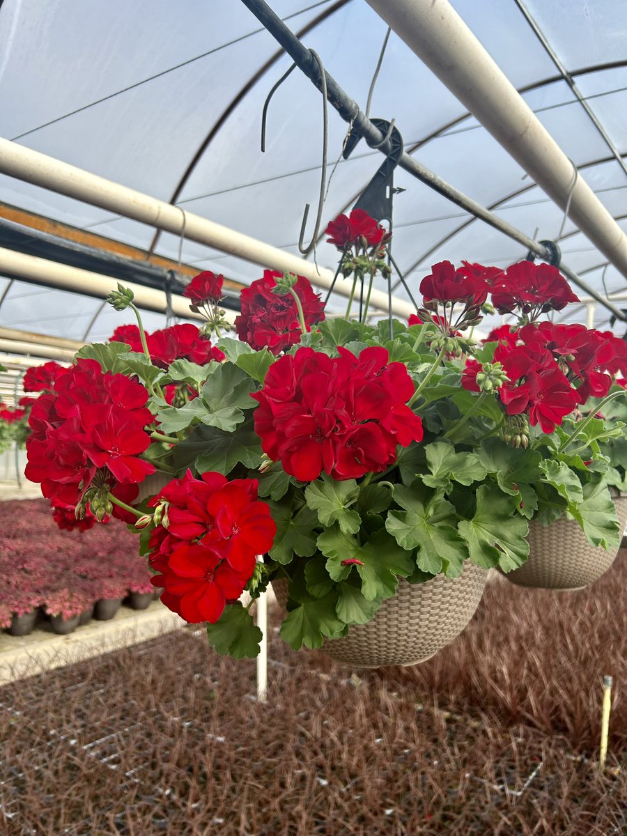 GCG Merchandising tweet media