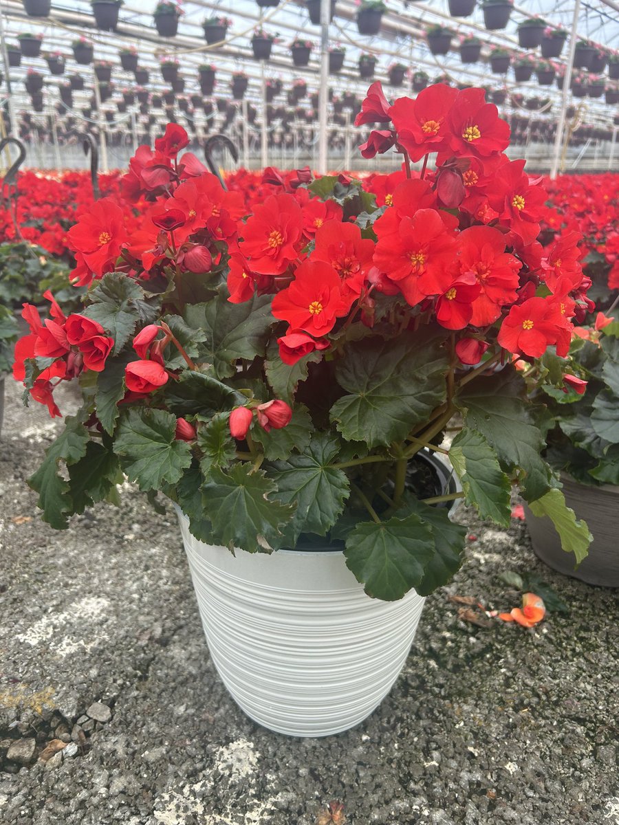 GCG Merchandising tweet media