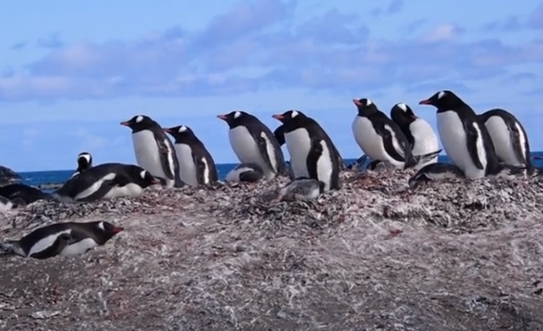 TravelGumbo's tweet photo. #TravelGumbo #FeaturedBlog by #DrFumblefinger #ttot
#ElephantPoint #SouthShetlands #Antarctic
TravelGumbo
By Travelers, for Travelers
https://t.co/TFmksQgnUM https://t.co/g9QTS0aW1C