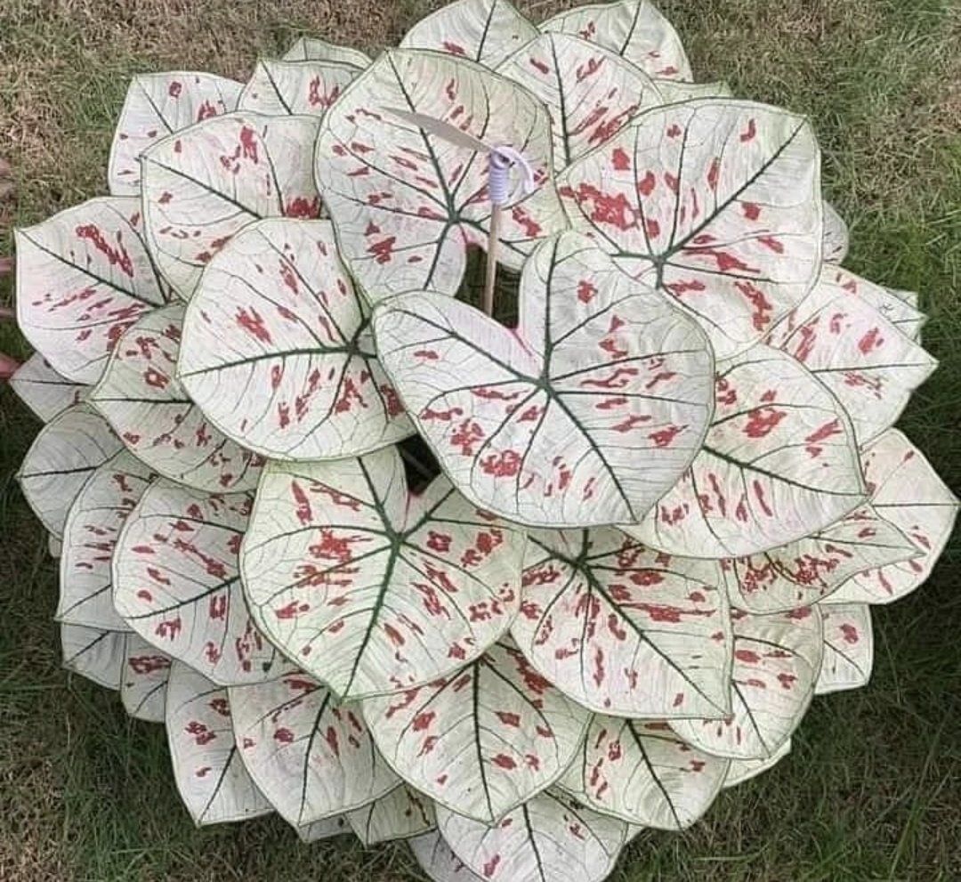 Strawberry star Caladium 🌿