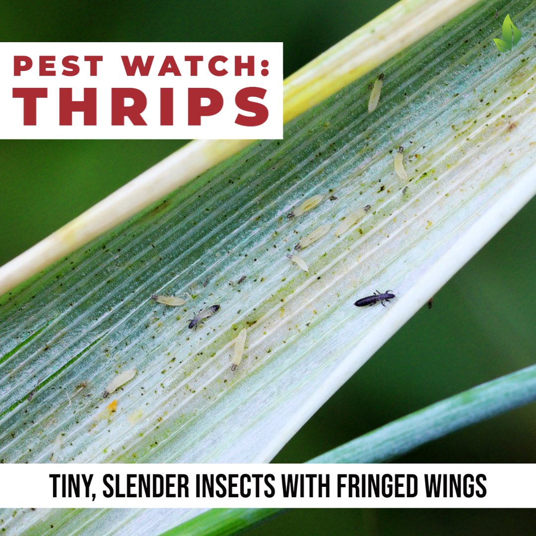 WCAProducts's tweet image. ⚠️ Today on Pest Watch: Thrips 🚨
There are around 6000 species of thrips. While they range from yellow, black to brown, all are tiny (yet visible), long and slender #organicpestcontrol #biopesticide
See how our organic technology performs in this study ➔ bit.ly/3LSGHHb
