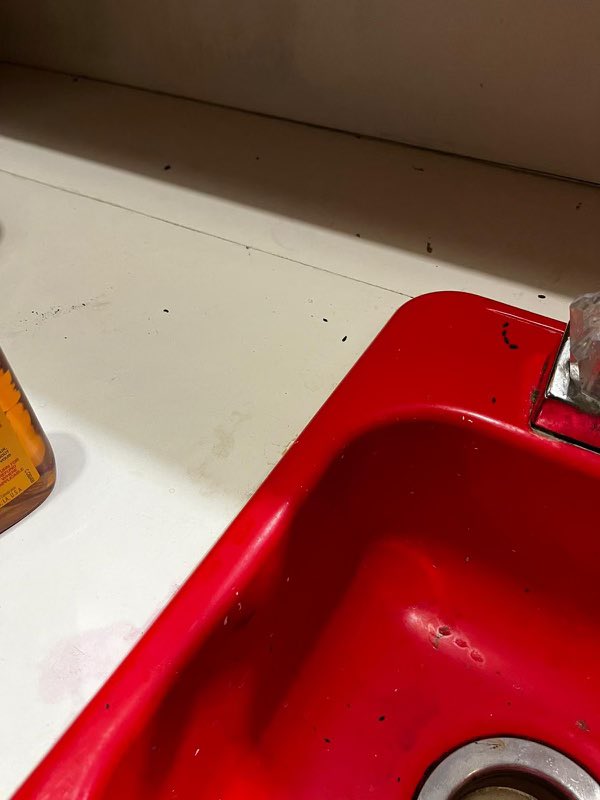 salteemilk's tweet photo. @bchesky @bchesky would love to send you the report if you’d like to see how bad Airbnb’s customer service has become. We emailed it in to multiple departments and were ignored repeatedly. This was the state of the Airbnb by the way - the mouse droppings the host admitted to hiding https://t.co/iMwLI80R2W