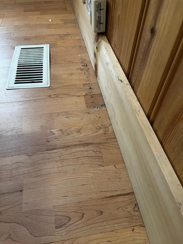 salteemilk's tweet photo. @bchesky @bchesky would love to send you the report if you’d like to see how bad Airbnb’s customer service has become. We emailed it in to multiple departments and were ignored repeatedly. This was the state of the Airbnb by the way - the mouse droppings the host admitted to hiding https://t.co/iMwLI80R2W