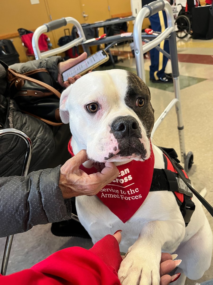 RedCross's tweet photo. Say hello to 2-year-old Mayhem! She’s a certified therapy dog and @RedCrossNY volunteer who comforts service members who are away from their loved ones and pets.

When she's not supporting the military community, Mayhem helps blood donors ease their nerves at blood drives and connects with children, teens and older adults at local community events.

Way to go, Mayhem! 💛