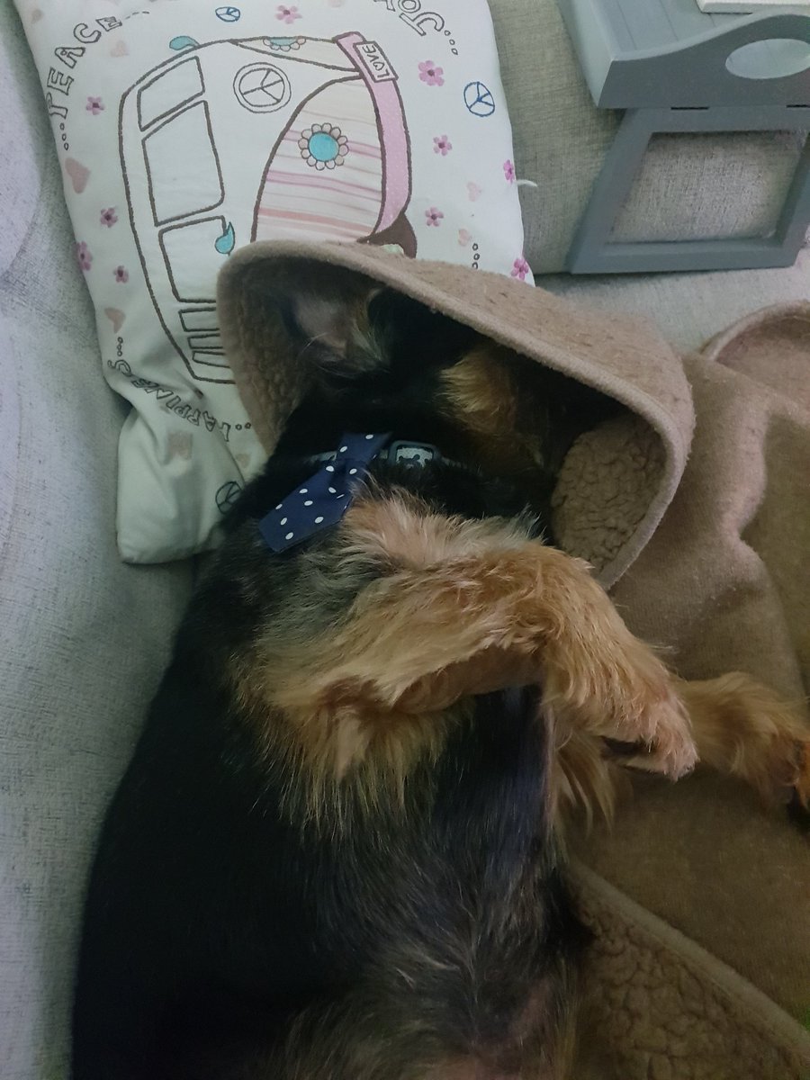 bo_boesbear's tweet photo. Now im here
#SofaSurfin
Snoozing wiv muvver https://t.co/jmx26nFcqm