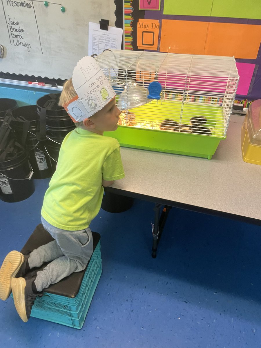 Jasmine Blizzard (@jasblizzard) on Twitter photo I can see a few future teachers in this group! Teaching the chicken life cycle to 1st grade. <a href="/StemleyRoad/">Stemley Road Elementary School</a> <a href="/AudreyChatman4/">Dr. Audrey Chatman</a> <a href="/AlexksJ/">Alex Johnson</a> I can see a few future teachers in this group! Teaching the chicken life cycle to 1st grade. <a href="/StemleyRoad/">Stemley Road Elementary School</a> <a href="/AudreyChatman4/">Dr. Audrey Chatman</a> <a href="/AlexksJ/">Alex Johnson</a>