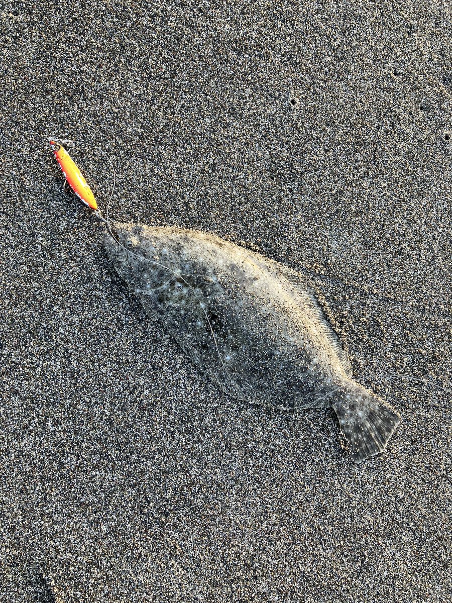 Anglerkaz's tweet photo. GWに入って3回目でやっと１枚目🐟
おまけにコチも釣れた笑 https://t.co/nTvCdPMDdG