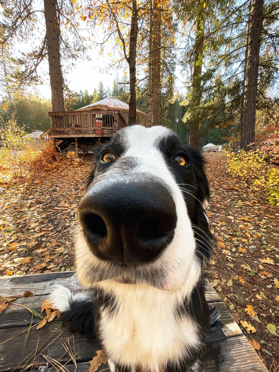 ThousandTrails's tweet image. 🐾🌳 RV camping means bringing along our furry friends for the adventure! Do you camp with pets? #rvpetfriendly #dogsofrvcamping #adventuredogs