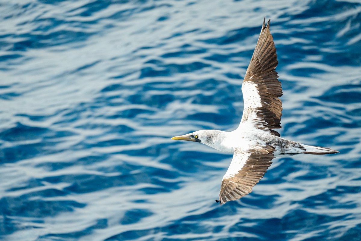 Ichiko Sugiyama (@ferrouschiko) on Twitter photo Day 2 on <a href="/RV_Atlantis/">R/V Atlantis</a>: Did a lot of sciencing (stay tuned for more photos/tweets). No land in sight, but saw some birbs. Did not get sea sick, and the food is great on board. Getting used to the sea life. #CliOMZ #birb Day 2 on <a href="/RV_Atlantis/">R/V Atlantis</a>: Did a lot of sciencing (stay tuned for more photos/tweets). No land in sight, but saw some birbs. Did not get sea sick, and the food is great on board. Getting used to the sea life. #CliOMZ #birb