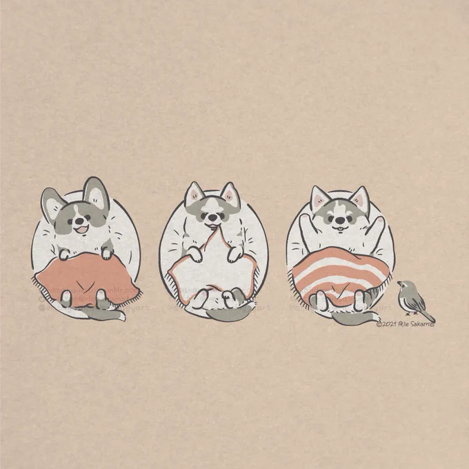 こどもの日のパピーのハスキーとコーギーたち #こどもの日