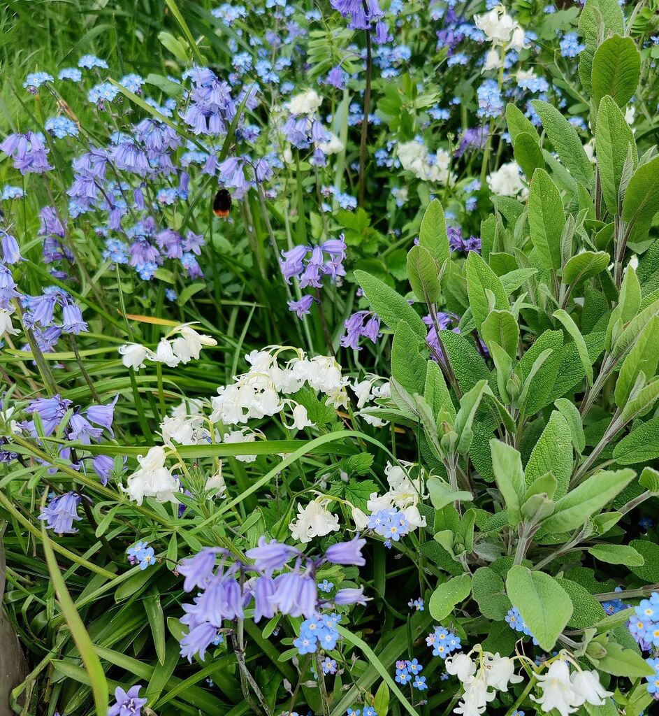 #bumblebee on the bluebells as I was tidying up the driveway and lawn edges 💚 And yes, more #forgetmenot 😆 For those of you who have ever given / received wedding favours of seeds....they can be very effective 🤔 #nomowmay #greenerfrontgarden #frontgarden #selfseeded