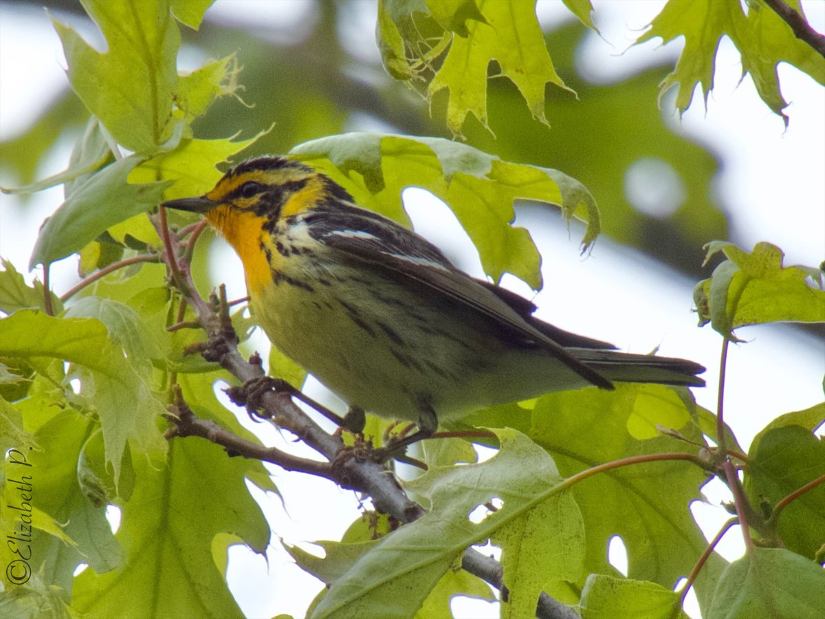 #BlackburnianWarbler seen today 05/03/2023 @GreenWoodHF