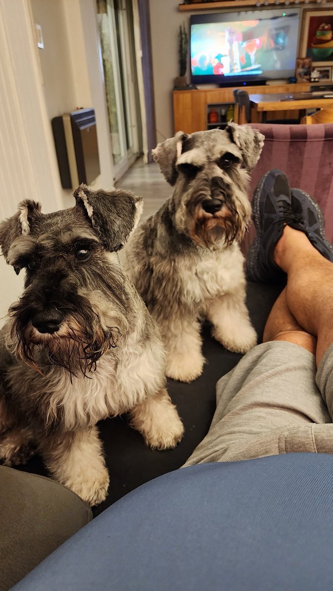 bigosoarg's tweet image. Cuando los #dueños de la #casa me acosan por #mimos 
#MiercolesDeBarbas