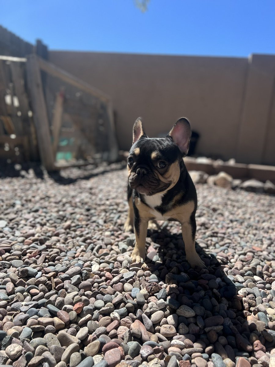 CamVolk's tweet photo. Little big dogs https://t.co/4glfpeDg6Z