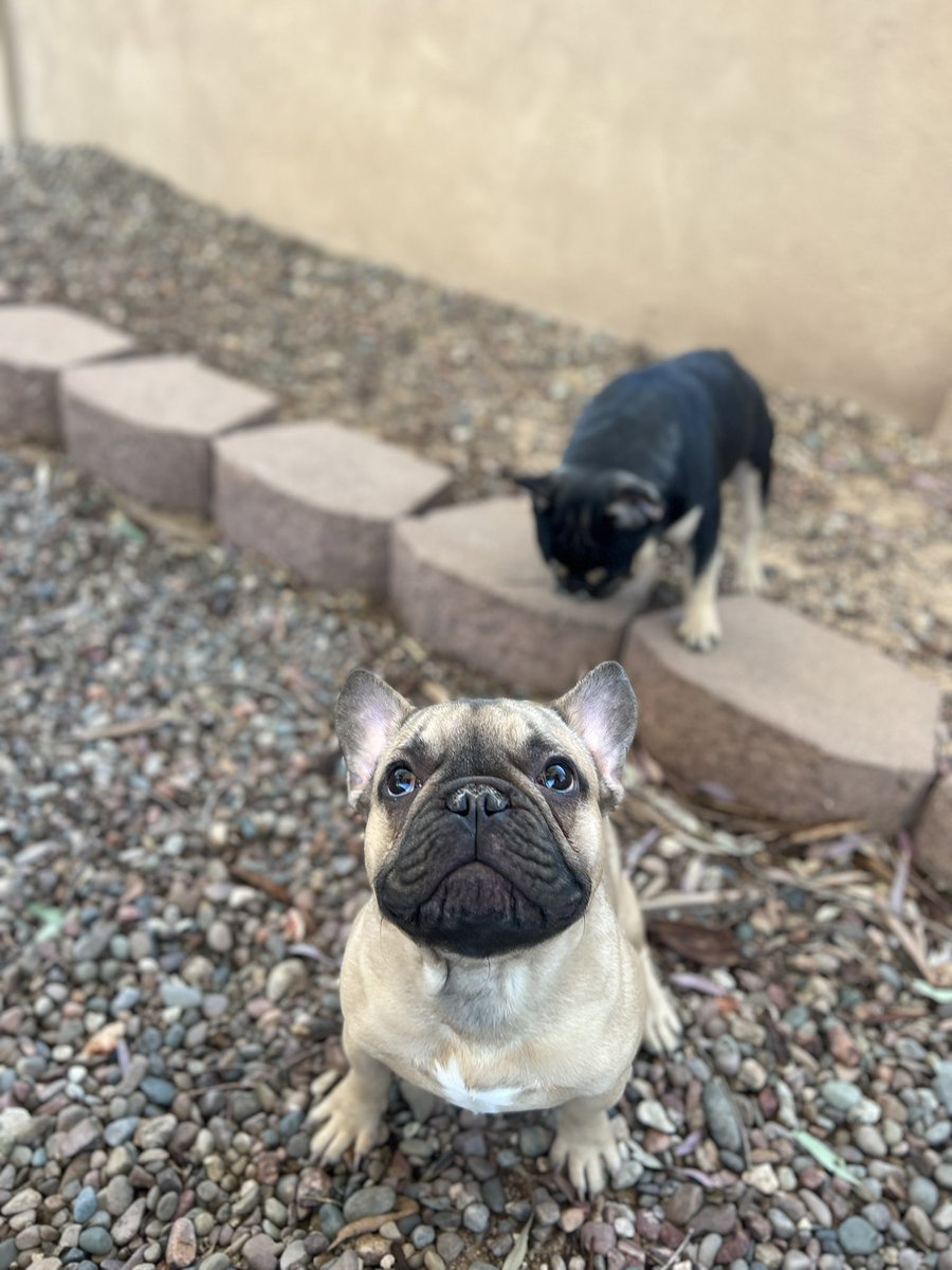 CamVolk's tweet photo. Little big dogs https://t.co/4glfpeDg6Z