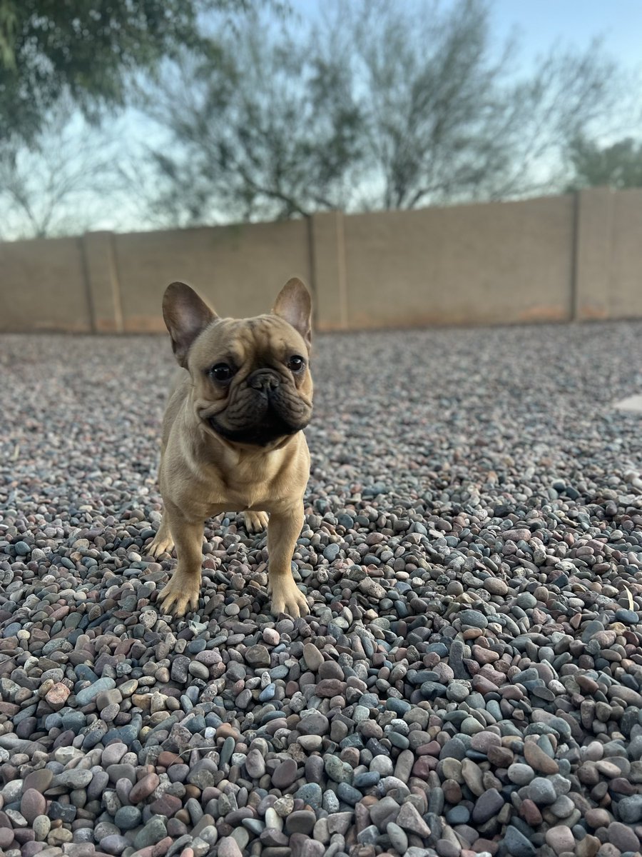 CamVolk's tweet photo. Little big dogs https://t.co/4glfpeDg6Z
