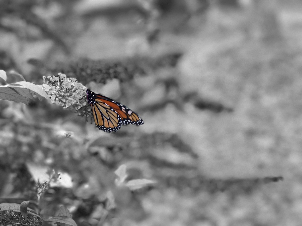 UnArtedTeritory's tweet image. All these gorgeous pictures would look amazing on your walls and they are all available at UnArtedTerritory.com! Shop Now! #Canon  #NaturePhotography #flowersformom #butterfly #fishinglife #macrophoto #naturelovers #BuyIntoArt #AYearForArt #homedecoration #interiorinspo