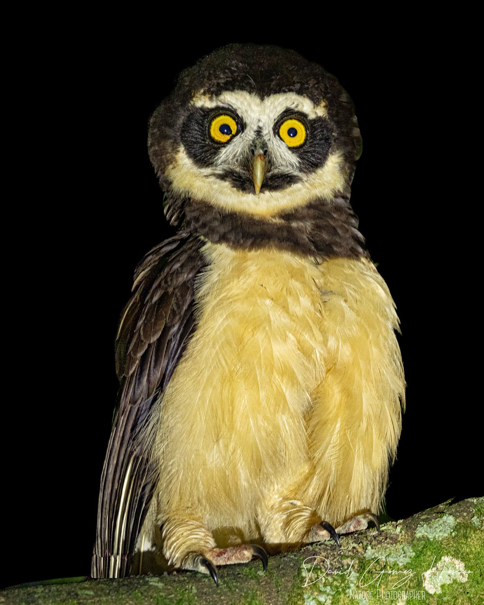Davidgomez1223's tweet photo. Búho de Anteojos
(Pulsatrix perspicillata)
Spectacled Owl
Con un tamaño de 50 cm es el segundo búho más grande que habita nuestro país. Se alimenta de roedores y aves de pequeño y mediano tamaño.
.
Ph: David Gómez
.
#birds #owsl #birdwatching #birdingcolombia #bird_lovers https://t.co/NbryhmLcr5