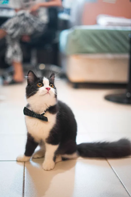 it's gatsby 1st birthday today!   1 like = 1 headpat for the babey