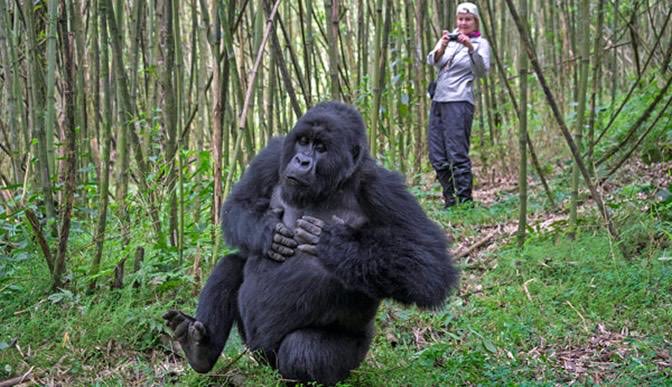Uwingabire_C's tweet photo. Explore the Incredible Rwanda Gorilla Trekking and Safaris. We'll plan a Luxury Rwanda Gorilla trekking Tour according to your interests.
Book your trip with Tina Wildlife Tours and Safaris at tinawildlifesafaris@gmail.com or you can call and WhatsApp on: +250786477467 https://t.co/nVMT3t1PVK