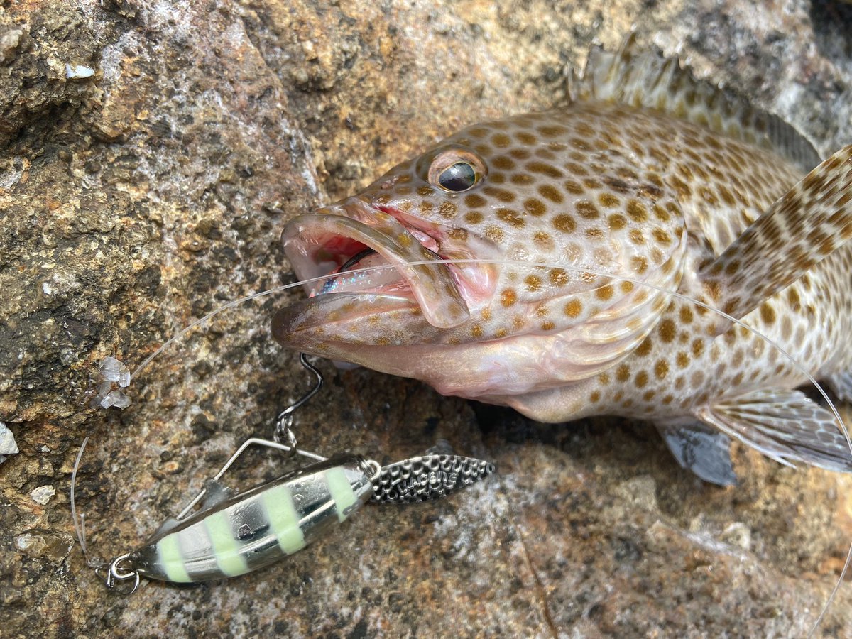 wocadaaa's tweet photo. ヘビーウェイト💥
今回はバサロHD80gが大活躍🔥
■#Apia #BruteHR #Harborbull96H
■#Daiwa #Certate3012H
■#Livre #LightArm65
■#xbraid #upgradePE_X4 1.2号
#fcabsorber 25lb
■#bkk スナップ
■#MAGBITE
#vassalloHD 80g
#SnatchBiteShad 3in
#釣り #ルアー #ロックフィッシュ https://t.co/FnJUm5RCCE