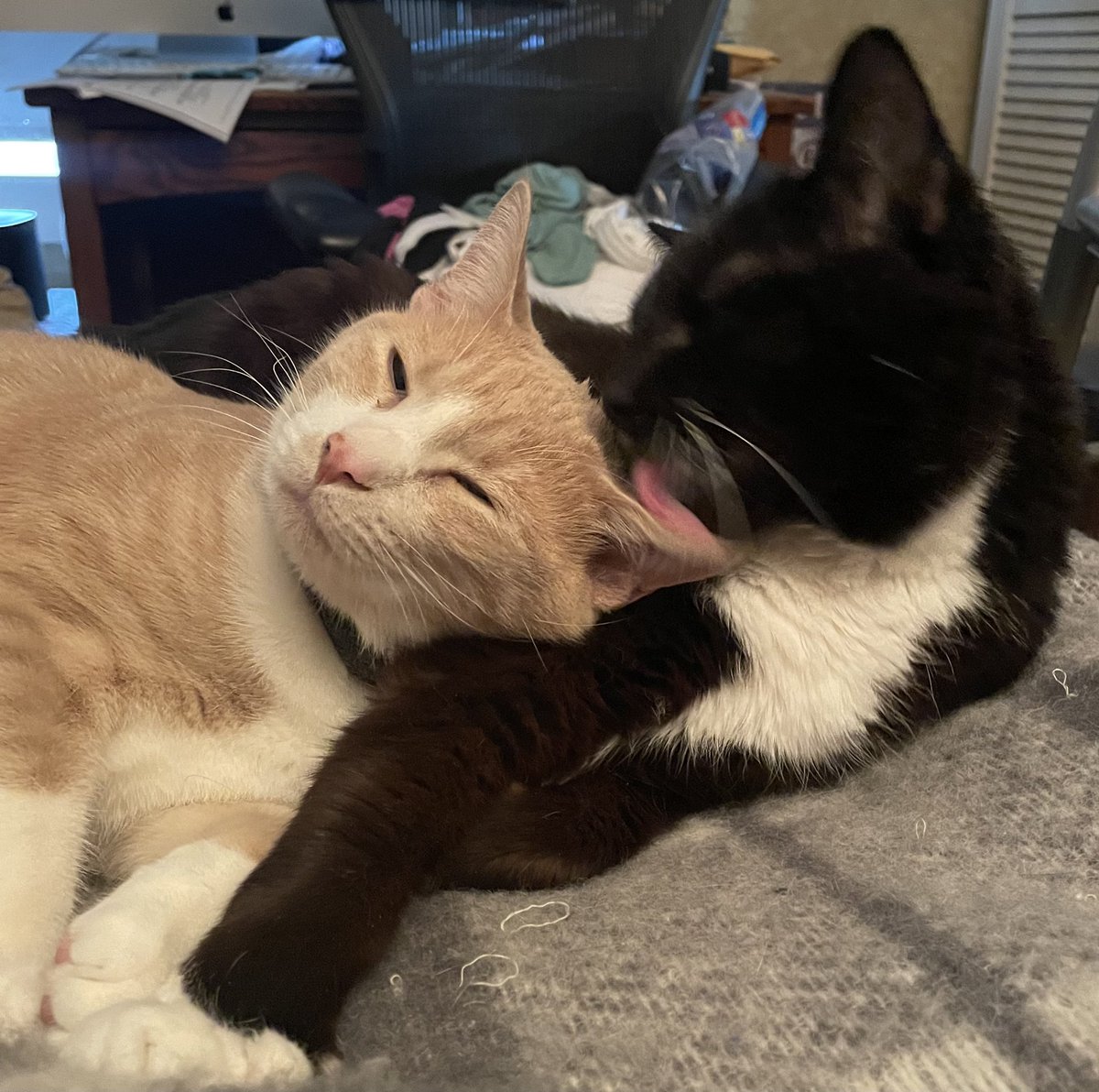 StarCatBooks's tweet image. My name is Spike
As you can see
Enjoy fatherhood
Thoroughly
Though he may not
Really be my son
I groom and love
Like he is one
I teach him all
Of my best tricks
Like stealing hugs
And giving licks
But most of all
I teach him that
You get the best
Love from a cat ❤️ #starcatbooks