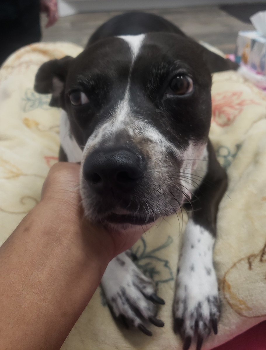 beejeeky's tweet photo. My sweetheart, my baby doggie, you just dont know how much I'm gonna miss you. Thank you for being such a strong girl Sana I'm glad you can rest now.
💙💙💙💙 https://t.co/5jam3B79Bh