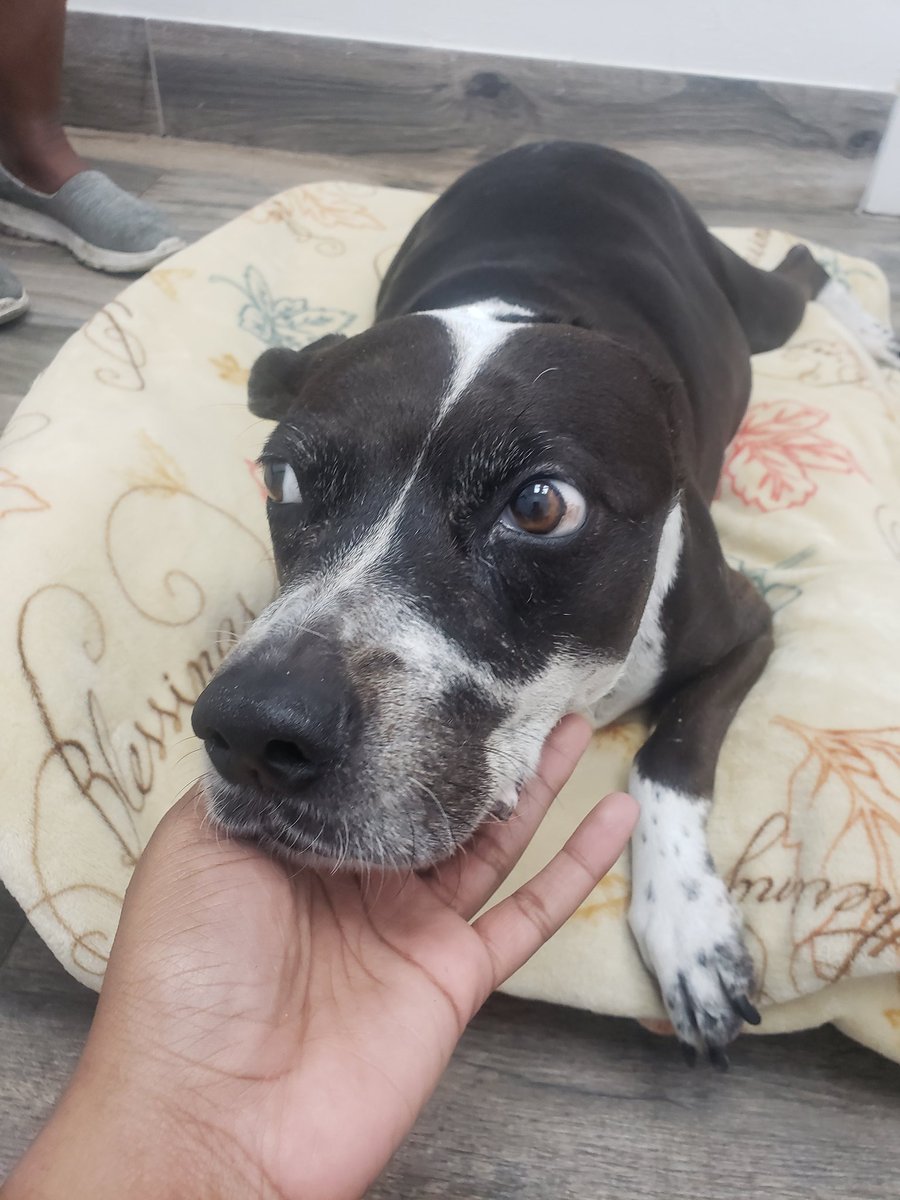 beejeeky's tweet photo. My sweetheart, my baby doggie, you just dont know how much I'm gonna miss you. Thank you for being such a strong girl Sana I'm glad you can rest now.
💙💙💙💙 https://t.co/5jam3B79Bh