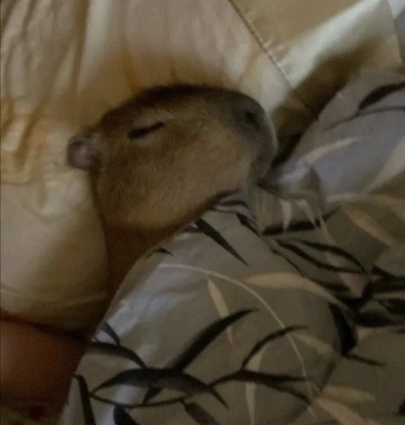 _drasen_'s tweet photo. Capybasleeping #Capybara #CapyHolidays #sleeping https://t.co/GbOjSaLxnJ
