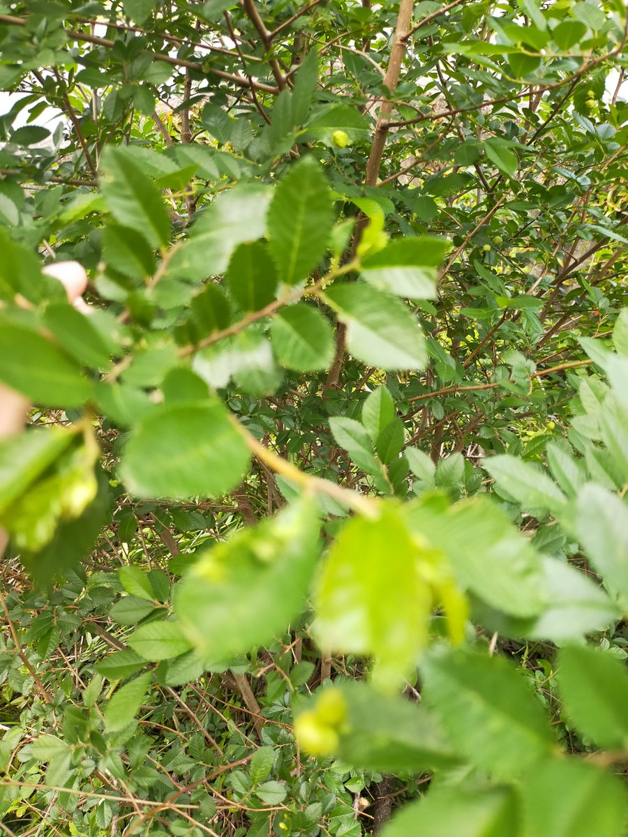 この植物の名前わかる方教えてください　
#拡散希望