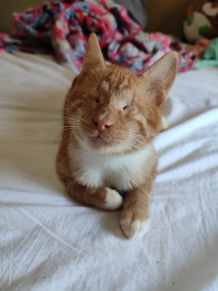 Sandiluuuu's tweet photo. Los gatitos son lo mejor ❤️‍🩹
Les presento a Solecito 🌞 es ciego y te ve con el corazón. https://t.co/Mi7KBWXdia