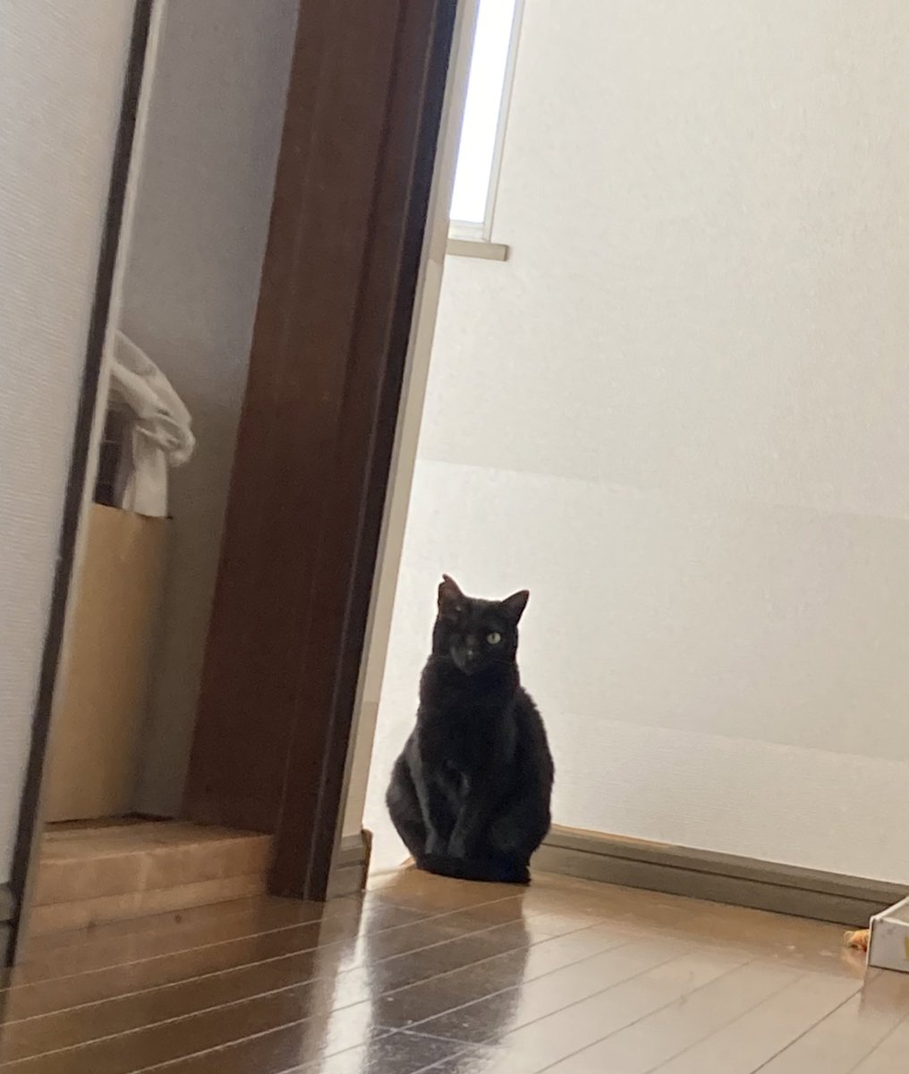 おはねこ☀️
おはにゃんこ

あなたト○ロっていうのね！！！ https://t.co/dCEJayLVeY