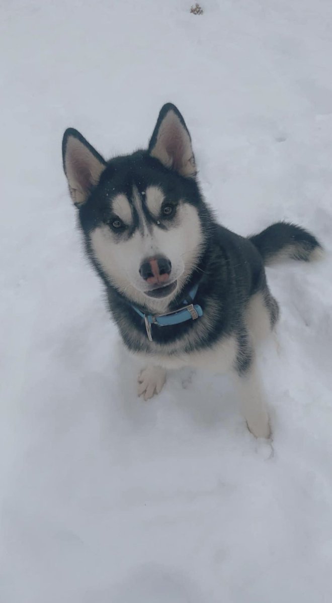whoisaaronnn's tweet image. Hi everyone!! Please help me find my dog, Loki. He is about 3 years old and super shy. He is a large but thin husky with a black and white coat, and is not wearing ID. Loki was last seen yesterday night in the downtown Bentonville area. If found, please message me🥺 thank youuu!!