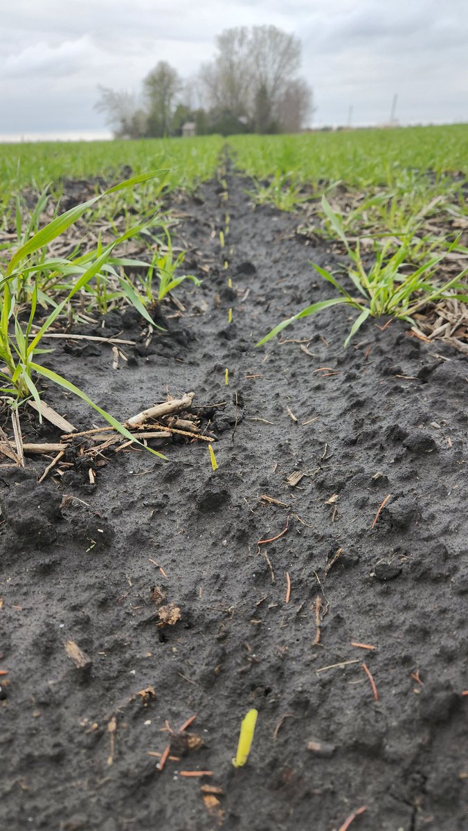 April 12th planted corn is just emerging!!! #PRIDEinMyField #A8303G8 (cover has been sprayed, just needs a little sun and heat to speed its death along)