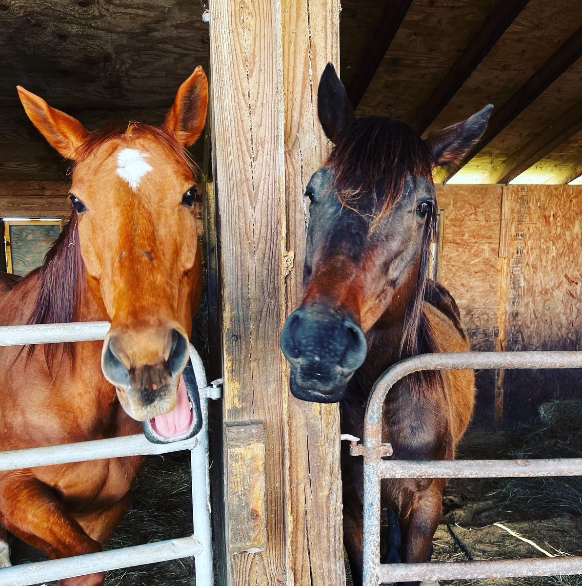 circle_horses's tweet photo. From left, Dreamrate and Adonis horsing around this morning. We hope these goofballs chase away any Hump Day blues. It’s just 2 days til the weekend! 
🐴🐴❤️❤️🐴🐴 #KeepSmiling #humpdaywednesday #cirleahomeforhorses https://t.co/qwrv8586xK