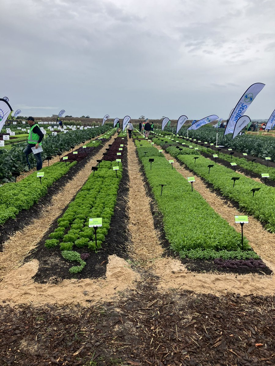 The veggie agronomists have been down at Catani for the Victorian Vegetable Innovation put on by @ausveg. Plenty of varieties, sustainable soil management demonstrations and newly registered agchem on show. Have a chat to your agronomist for an update on the latest! 🥬