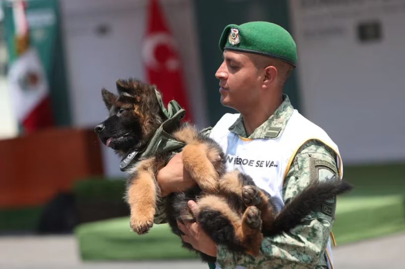 treceveinte_net's tweet photo. ¡Conoce a Arkadas, el nuevo amigo del Ejército Mexicano! https://t.co/kh6nDYsfV7 https://t.co/hEP2QOb7Ui