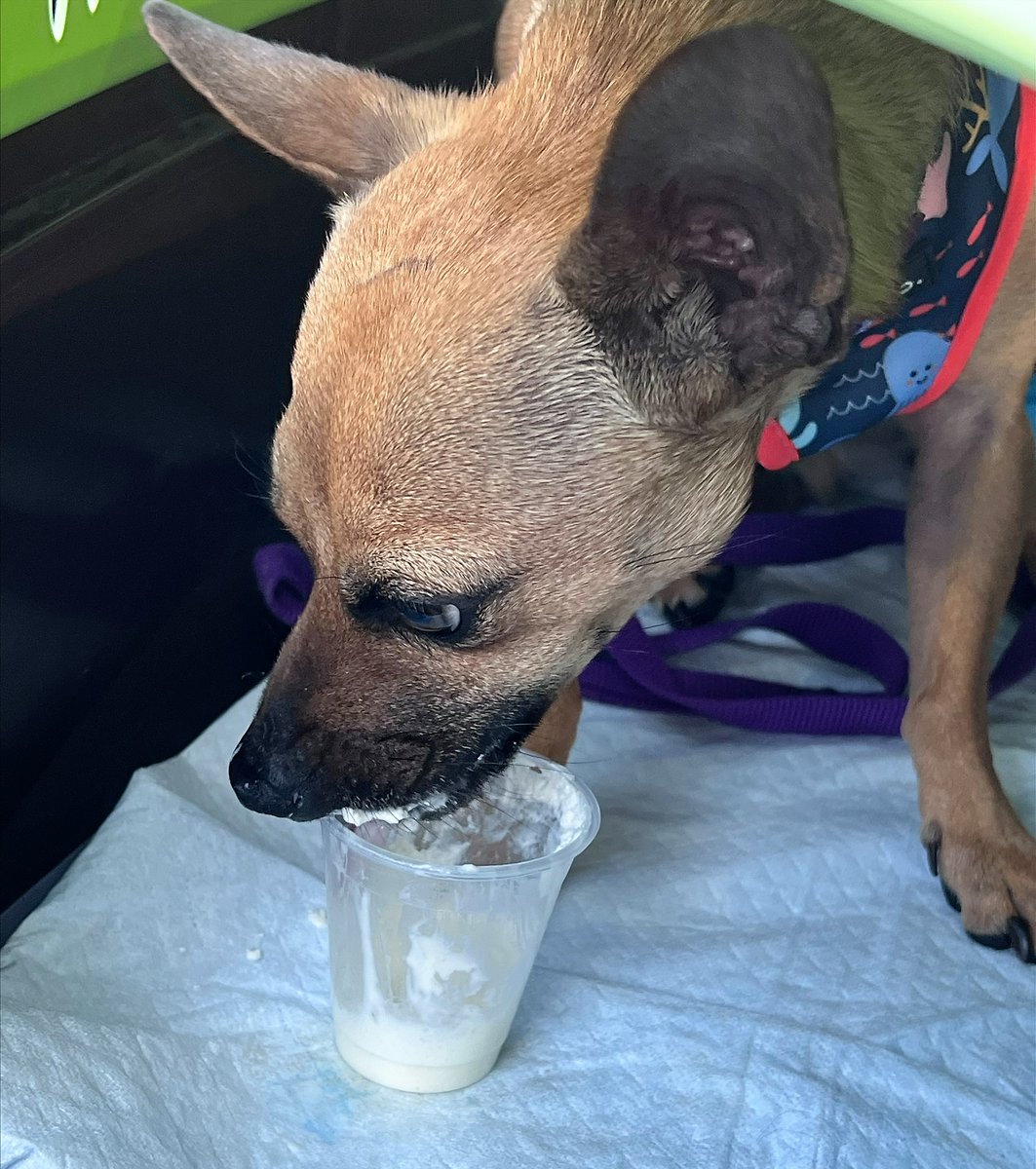 EgletLaw's tweet photo. We’re excited to announce that Brownie, our second adopted dog via the Eglet Adams Adoption Sponsorship Program, now the Luna Project, has found his forever home! Thanks to Connie for providing a loving environment for him to thrive with his furry siblings. https://t.co/LI39dZavUy