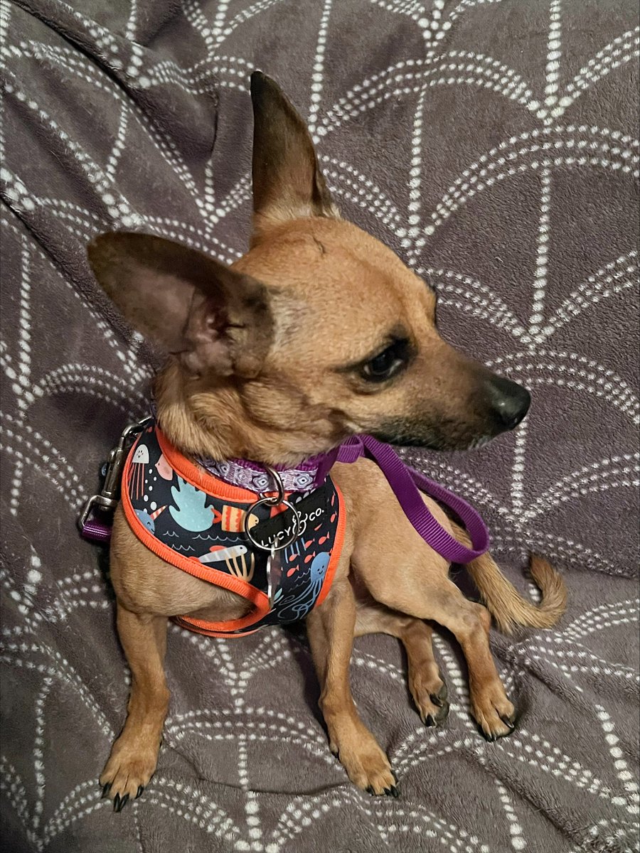 EgletLaw's tweet photo. We’re excited to announce that Brownie, our second adopted dog via the Eglet Adams Adoption Sponsorship Program, now the Luna Project, has found his forever home! Thanks to Connie for providing a loving environment for him to thrive with his furry siblings. https://t.co/LI39dZavUy