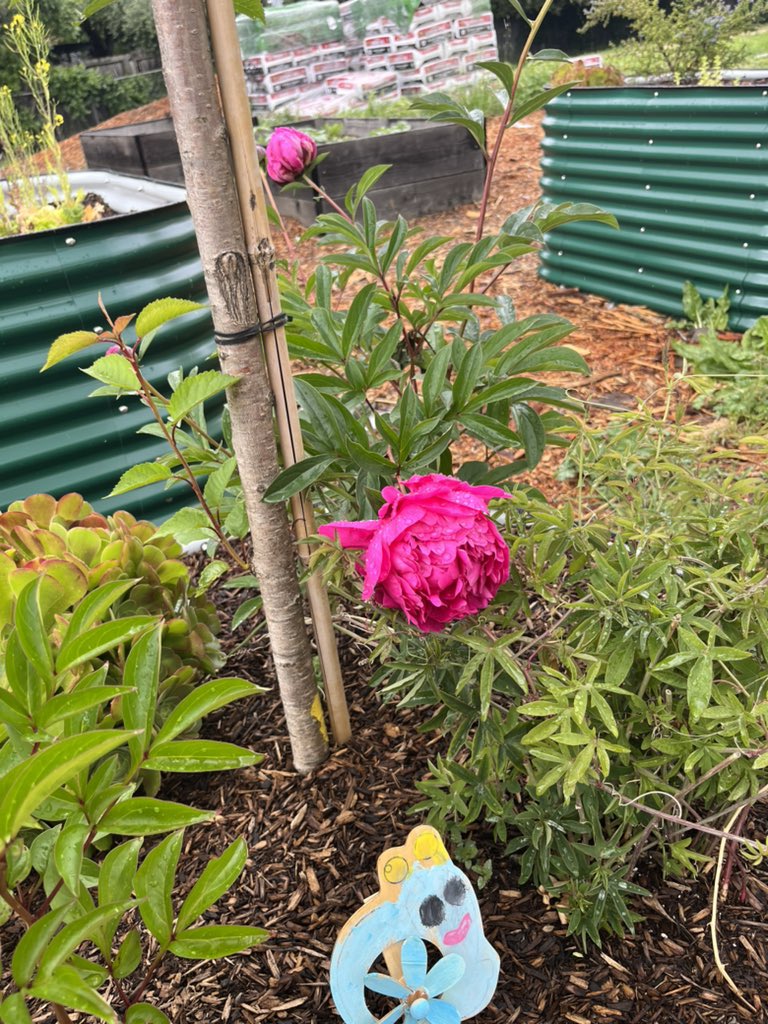 Woodside_Cares's tweet photo. We’re blooming over here 🧚🏽‍♀️🧚🏼🧚🏽‍♂️ https://t.co/cDpU5pNWD4